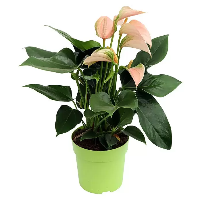 Piardino Flamingoblume - Anthurium andreanum, Topfgröße: 12 cm, Lachsrosa - Anthurium-Pflanze mit rosa Blüten und grünen Blättern im hellgrünen Topf.