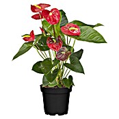 Piardino Flamingoblume (Anthurium x andreanum, Topfgröße: 17 cm, Rot) | BAUHAUS