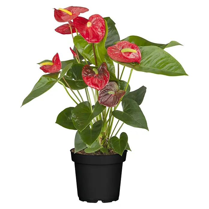 Piardino Flamingoblume - Anthurium x andreanum, Topfgröße: 17 cm, Rot - Anthurium-Pflanze im Topf mit roten und braunen Blüten und grünen Blättern.