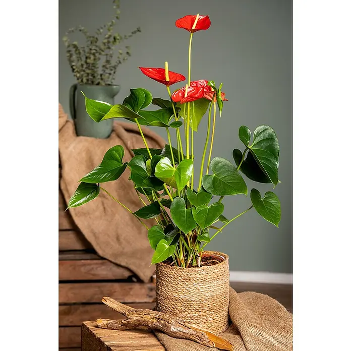 Piardino FlamingoblumeAnthurium x andreanum, Topfgröße: 17 cm, Rot - Nahaufnahme einer Anthurie-Pflanze mit roten Blüten und grünen Blättern in einem gewebten Topf, platziert auf einem Holztisch.