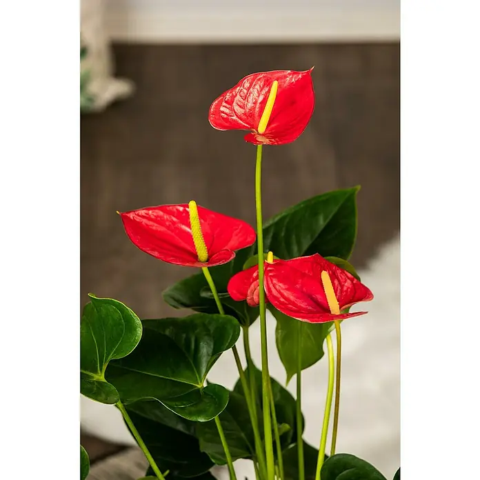 Piardino FlamingoblumeAnthurium x andreanum, Topfgröße: 17 cm, Rot - Ein lebendiges Anthurium mit roten Blüten und gelben Kolben, die eine auffällige und exotische Zimmerpflanze zeigen.