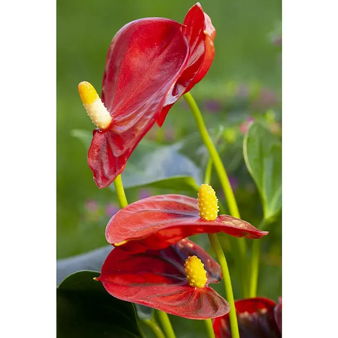 Piardino Flamingoblume - Anthurium x andreanum, Topfgröße: 17 cm, Rot - Nahaufnahme von drei roten Anthurienblüten mit gelben Kolben vor grünem Hintergrund.