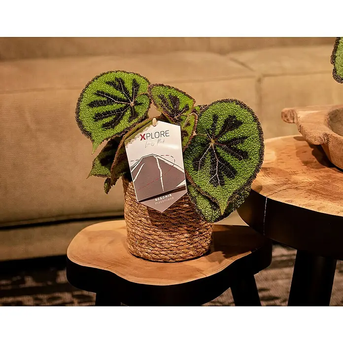 Piardino Blattbegonie - Begonia masoniana, Topfgröße: 12 cm - Ein Topf mit einer Begonia masoniana steht auf einem kleinen Holzhocker, die grünen Blätter mit den markanten dunklen Mustern sind ein Blickfang.