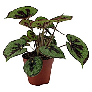 Piardino Blattbegonie (Begonia masoniana, Topfgröße: 12 cm)