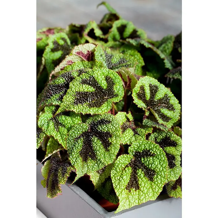 Piardino Blattbegonie - Begonia masoniana, Topfgröße: 12 cm - Nahaufnahme einer grünen Begonie mit auffälligen dunkelbraunen Markierungen und fein behaarten Blättern in einem grauen Topf.