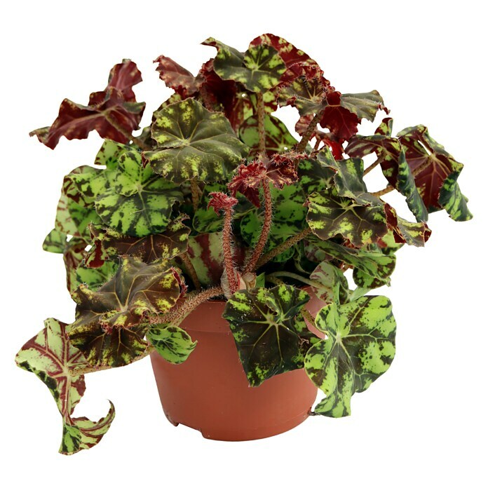 Piardino Blattbegonie (Begonia rex, Topfgröße: 13 cm) | BAUHAUS