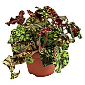 Piardino Blattbegonie (Begonia rex, Topfgröße: 13 cm) | BAUHAUS