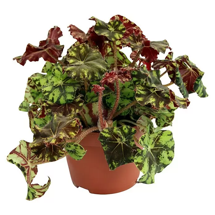Piardino BlattbegonieBegonia rex, Topfgröße: 13 cm
