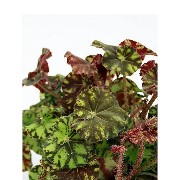 Piardino BlattbegonieBegonia rex, Topfgröße: 13 cm - Nahaufnahme einer Begonia Rex mit auffälligen Blättern in Grün-, Braun- und Rottönen, eine Zierde für jeden Innenraum.