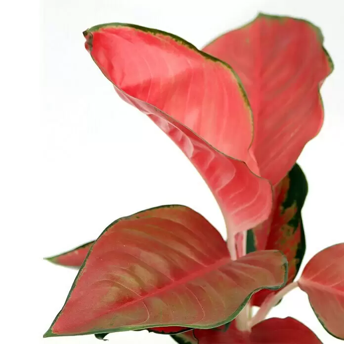 Piardino Kolbenfaden - Aglaonema Red Star, Topfgröße: 12 cm - Detailaufnahme