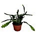 Piardino Cactus orquídeas 