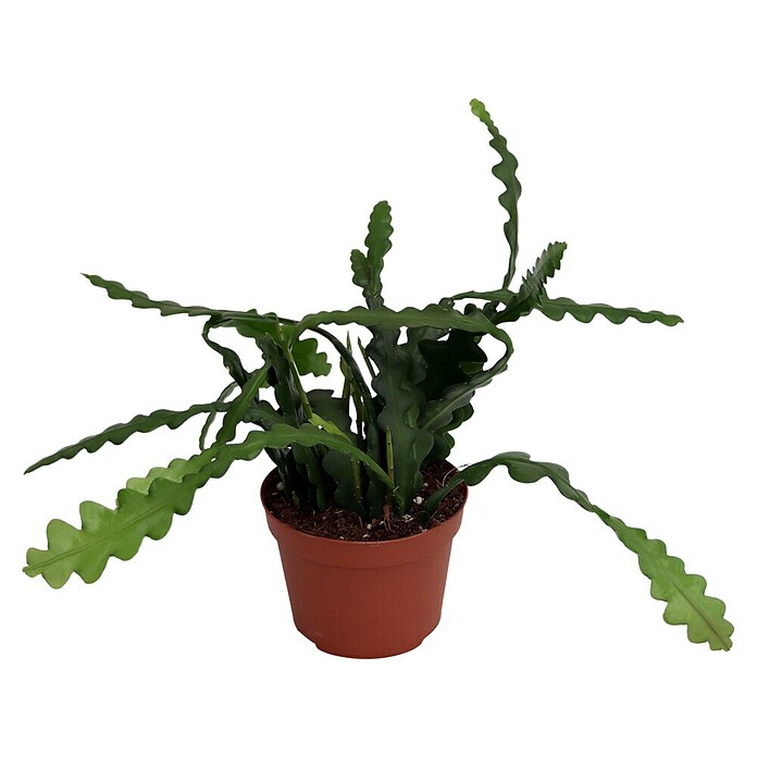Piardino Cactus orquídeas (Epiphyllum anguliger) | BAUHAUS