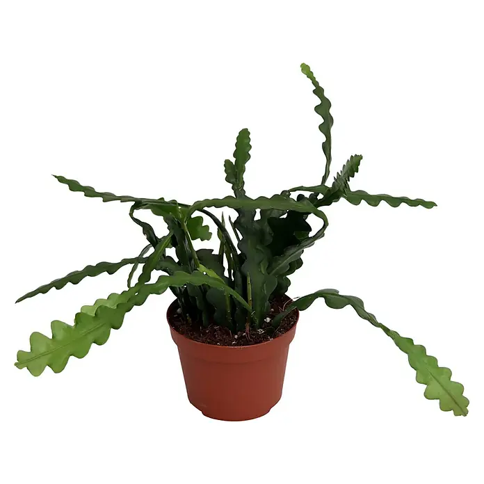 Piardino Cactus orquídeas - Epiphyllum anguliger - Cactus con hojas dentadas en una maceta marrón. La inusual planta de interior aporta un toque de exotismo a tu hogar.