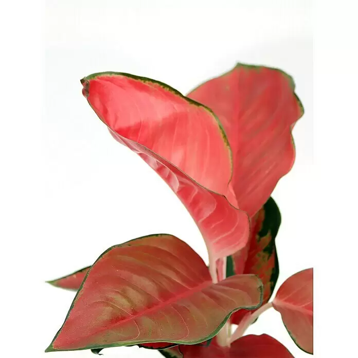 Piardino Kolbenfaden - Aglaonema Red Star, Topfgröße: 12 cm - Lebhafte Pflanze mit roten Blättern, umrandet von Dunkelgrün.