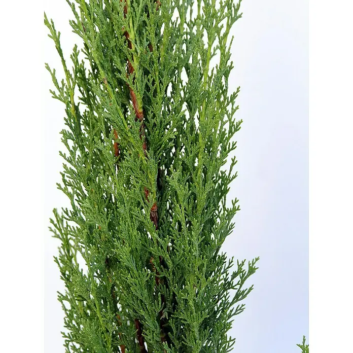 Piardino Echte Mittelmeer-Zypresse Säule - Cupressus sempervirens Säule, Topfgröße: 24 cm, Aktuelle Wuchshöhe: 100 cm - 125 cm - Detailaufnahme einer immergrünen Zypresse mit filigranen Blättern und rötlichen Stängeln vor einem hellen Hintergrund.