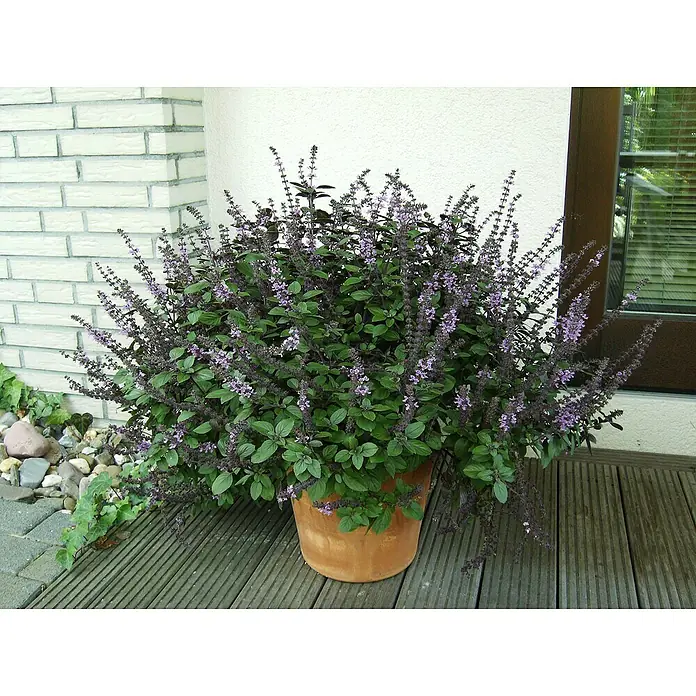 Blu Bio Strauchbasilikum - Ocimum kiliman. x basilicum - Ein üppiger Afrikanischer Blauer Basilikum in einem Terrakottatopf, mit violetten Blütenständen, vor einem Hausgiebel.