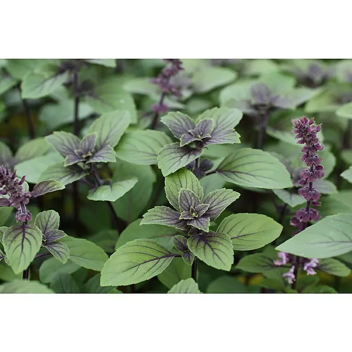 Blu Bio Strauchbasilikum - Ocimum kiliman. x basilicum - Nahaufnahme von Thai-Basilikum, einer aromatischen Pflanze mit grünen Blättern und purpurnen Blütenständen, ideal zum Kochen.