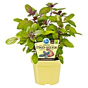 Piardino Blu Bio Strauchbasilikum (Topfgröße: 12 cm)