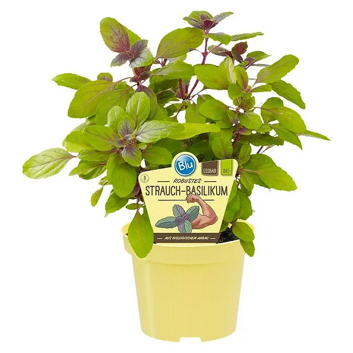Blu Bio Strauchbasilikum - Ocimum kiliman. x basilicum - Strauchbasilikum im Topf, eine aromatische und robuste Kräuterpflanze für Küche und Garten. Ideal für frische Gerichte und zur Dekoration.