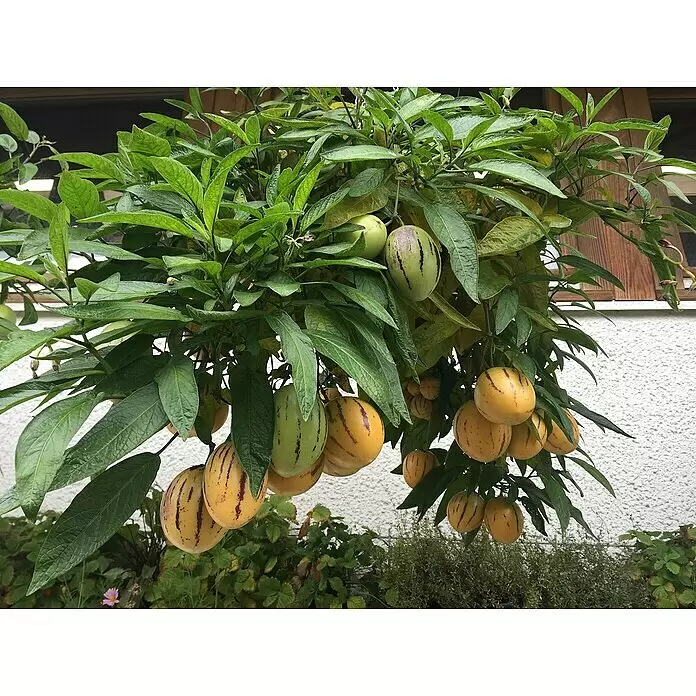 Blu Bio Melonenbirne Pepino - Solanum muricatum, Topfgröße: 12 cm - Stimmungsaufnahme