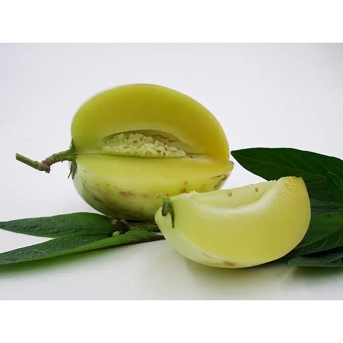 Blu Bio Melonenbirne Pepino - Solanum muricatum, Topfgröße: 12 cm - Eine aufgeschnittene Melonenbirne mit Fruchtfleisch und Samen, daneben ein Stück und grüne Blätter.
