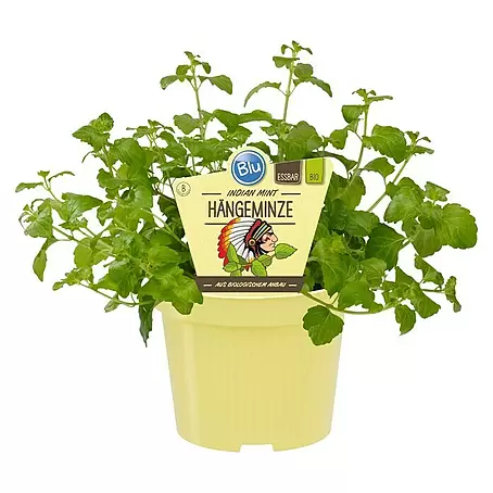 Blu Bio Hängeminze Indian Mint
