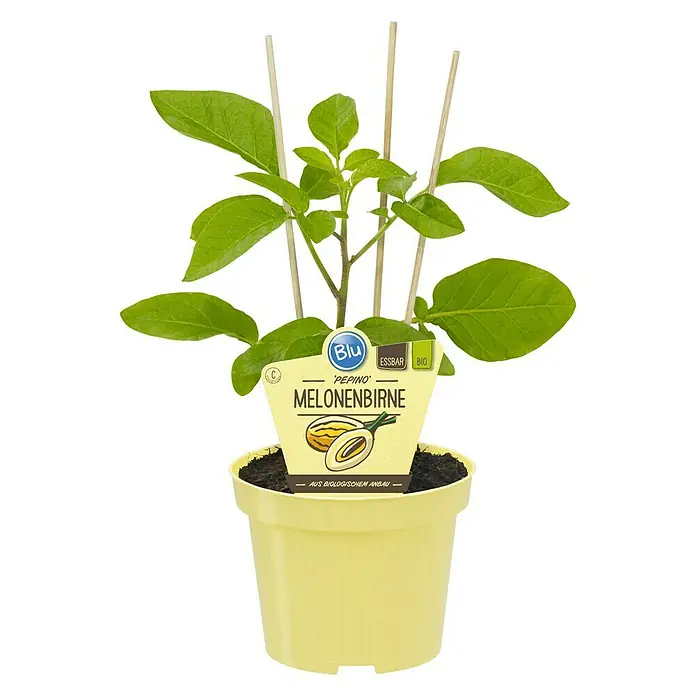 Blu Bio Melonenbirne Pepino - Solanum muricatum, Topfgröße: 12 cm - Topfpflanze Melonenbirne 'Pepino' aus biologischem Anbau mit gelbem Etikett und Stützstäben.