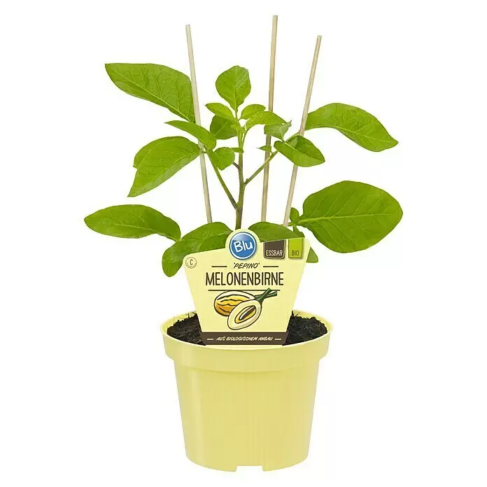 Blu Bio Melonenbirne PepinoSolanum muricatum, Topfgröße: 12 cm