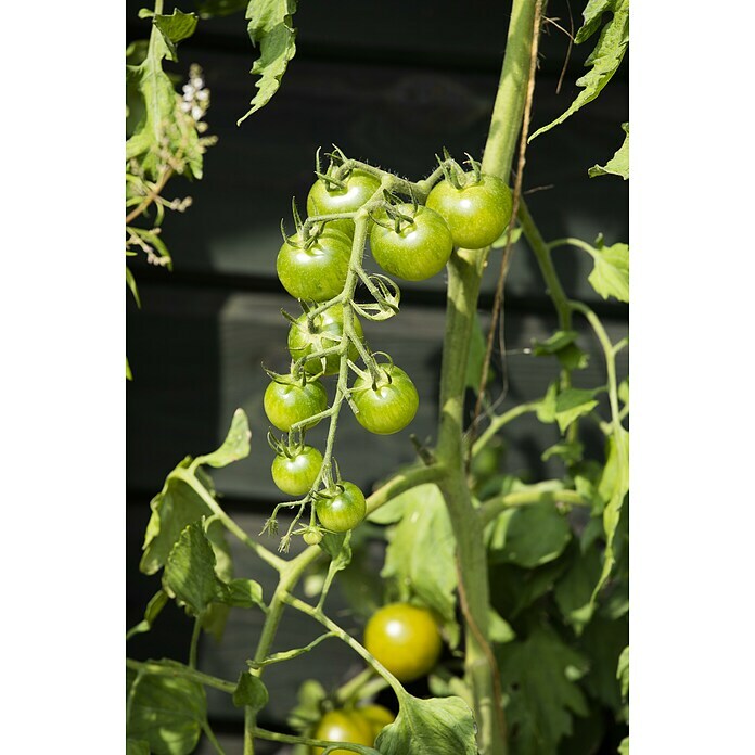 Piardino Cocktailtomate (Topfgröße: 10 cm)