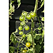 Piardino Cocktailtomate (Topfgröße: 10 cm)