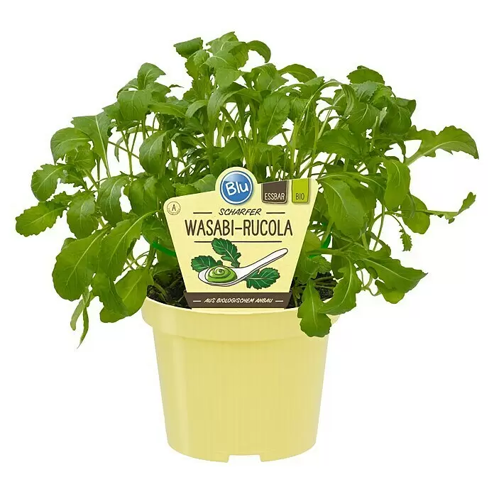 Piardino Wasabi - Wasabia japonica - Vorderansicht