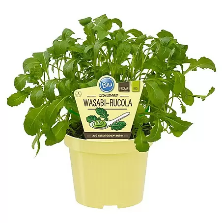 Piardino  Wasabi
