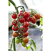 Piardino Cocktailtomate (Topfgröße: 10 cm)