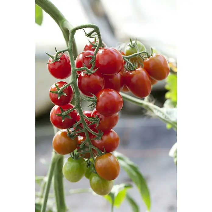 Piardino Cocktailtomate - Solanum lycopersicum var. cerasifo, 10 cm, Erntezeit: Juli - Frische, reife Kirschtomaten am Strauch. Die roten und grünen Tomaten versprechen einen köstlichen und gesunden Snack direkt aus dem Garten.