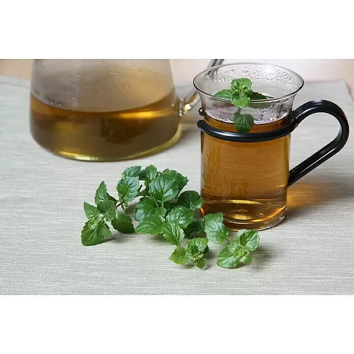 Blu Bio Hängeminze Indian Mint - Satureja douglasii, Topfgröße: 12 cm - Heißer Tee in einer Glasteekanne und Tasse, mit frischen Minzblättern.