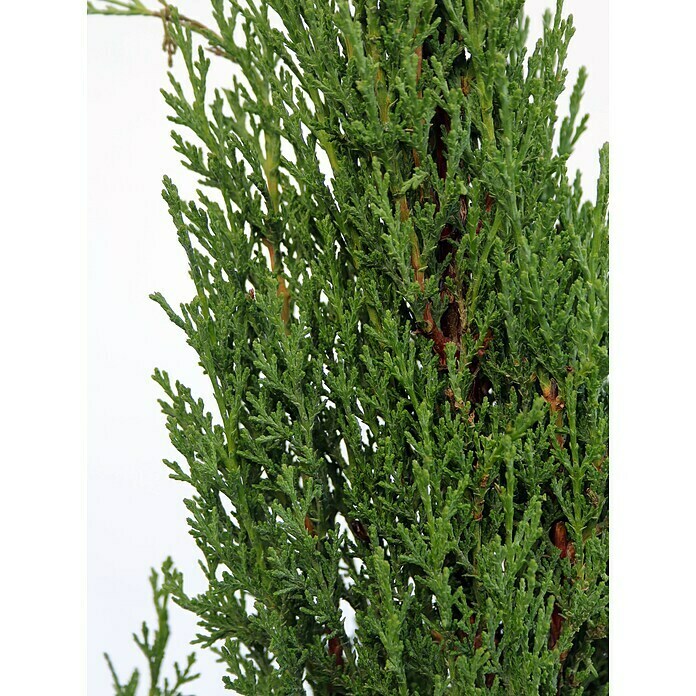 Piardino Echte Mittelmeer-Zypresse Totem (Cupressus sempervirens, Aktuelle Wuchshöhe: 140 cm, Topfgröße: 15 l)