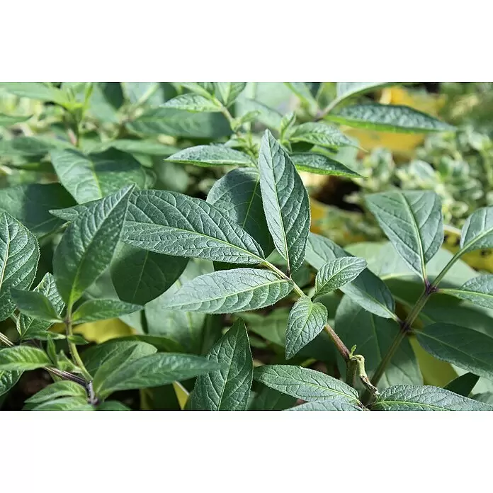 Blu Bio Melonenbirne Pepino - Solanum muricatum, Topfgröße: 12 cm - Detailaufnahme