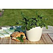 Piardino Blu Bio Wasabi (Topfgröße: 12 cm)