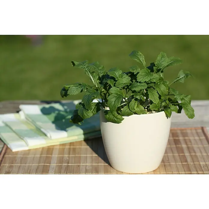Piardino Wasabi - Wasabia japonica - Ein Topf mit grünen Blättern steht auf einem Tisch neben einem Stapel gefalteter, gestreifter Tücher. Der Topf ist das Hauptprodukt.