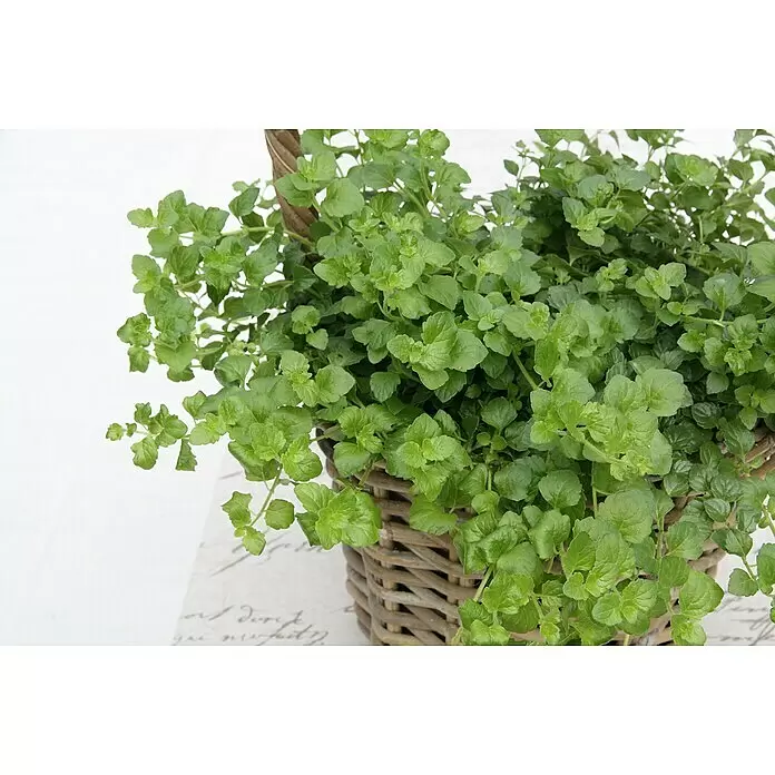 Blu Bio Hängeminze Indian Mint - Satureja douglasii, Topfgröße: 12 cm - Üppige Grünpflanze mit kleinen Blättern in einem braunen Weidenkorb.