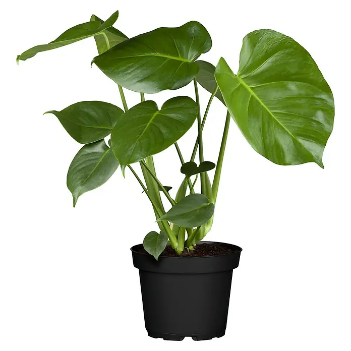 Piardino Fensterblatt Mix - Monstera in Sorten, Topfgröße: 6 cm - Ein Monstera deliciosa Zimmerpflanze in einem schwarzen Topf, die eine üppige und attraktive Ergänzung für jeden Innenraum darstellt.