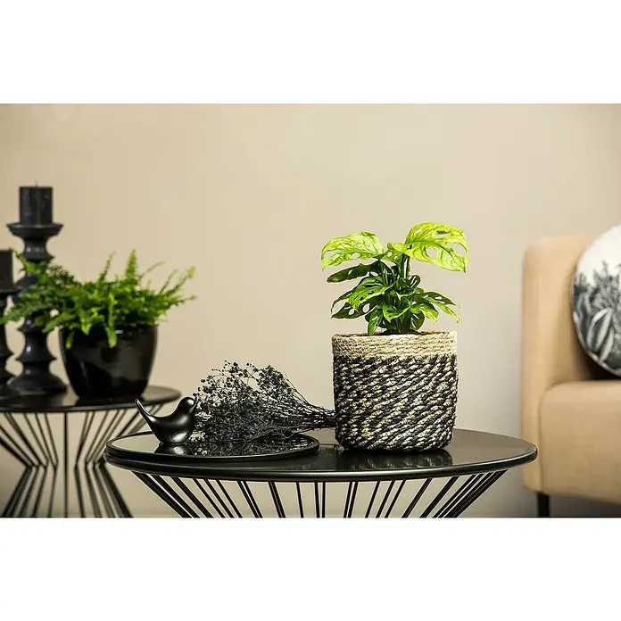 Piardino Fensterblatt Mix - Monstera in Sorten, Topfgröße: 6 cm - Das Bild zeigt einen eleganten Monstera-Affenmaske Zimmerpflanze in einem dekorativen Korb auf einem modernen Beistelltisch.