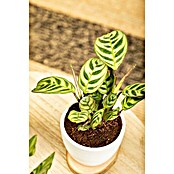 Piardino Bunte Pfeilwurz (Maranta in Sorten, Topfgröße: 6 cm) | BAUHAUS