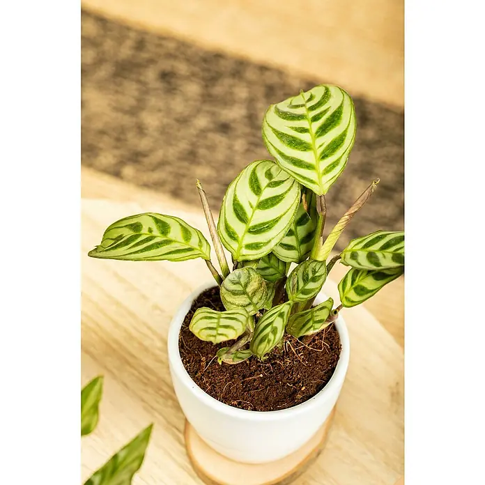 Piardino Bunte Pfeilwurz - Maranta in Sorten, Topfgröße: 6 cm - Nahaufnahme einer Calathea Oppenheimiana Zimmerpflanze in einem weißen Topf, die auf einer Holzoberfläche steht.