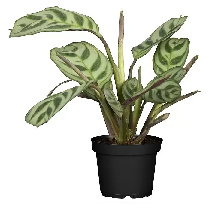 Piardino Bunte Pfeilwurz - Maranta in Sorten, Topfgröße: 6 cm - Grüne Zimmerpflanze mit gemusterten Blättern in einem schwarzen Topf.