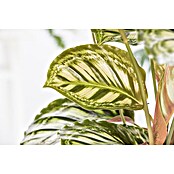 Piardino Bunte Pfeilwurz (Maranta in Sorten, Topfgröße: 6 cm) | BAUHAUS