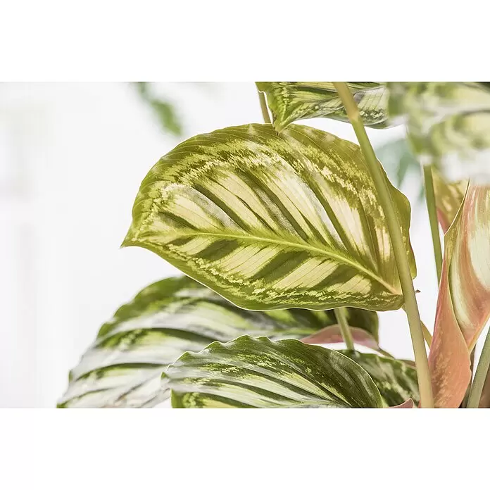 Piardino Bunte Pfeilwurz - Maranta in Sorten, Topfgröße: 6 cm - Nahaufnahme einer Calathea-Pflanze mit markanten grün-hellgrün panaschierten Blättern und rötlichen Unterseiten.