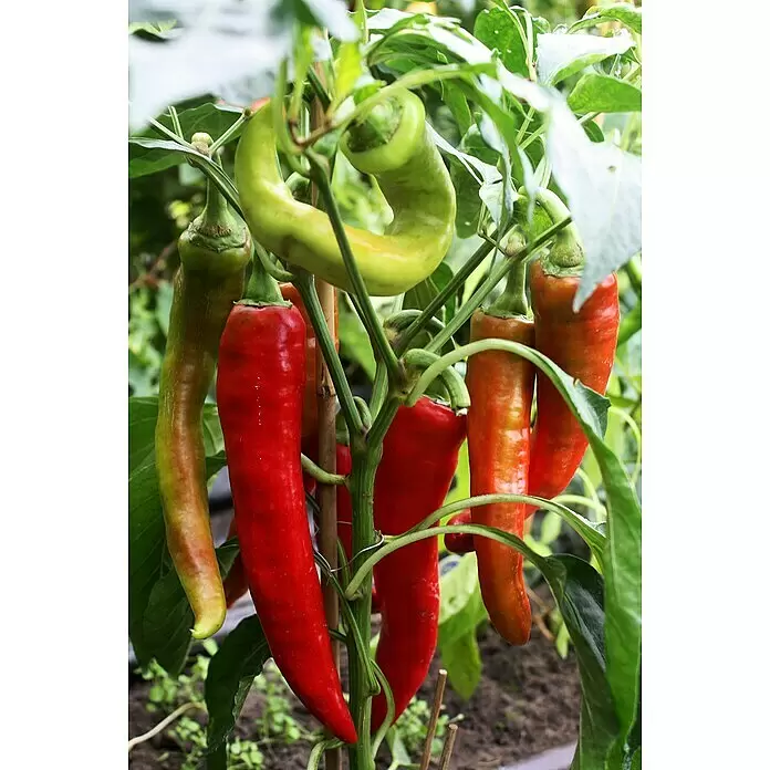Blu Bio Chili Bullhorn - Capsicum anuum, 12 cm, Erntezeit: August - Stimmungsaufnahme