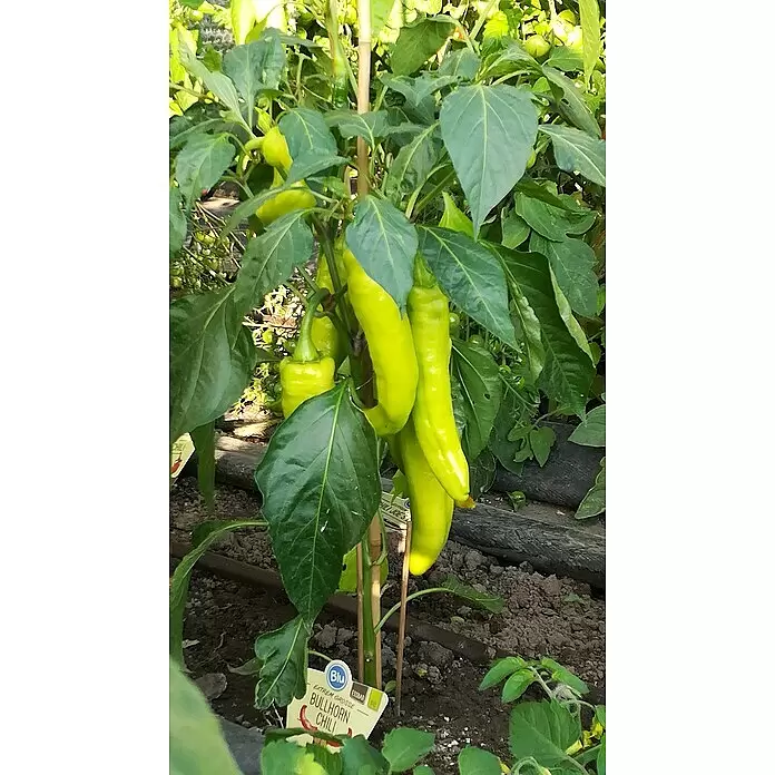 Blu Bio Chili Bullhorn - Capsicum anuum, 12 cm, Erntezeit: August - Kräftige grüne Bullhorn-Chilischoten wachsen an einer Pflanze, mit Produktetikett am Fuß.