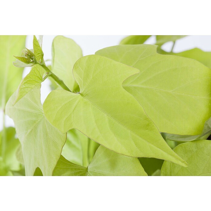 Ipomoea batatas 13 Erato Orange